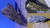 Acrobasis obliqua